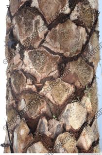 palm tree bark 0001